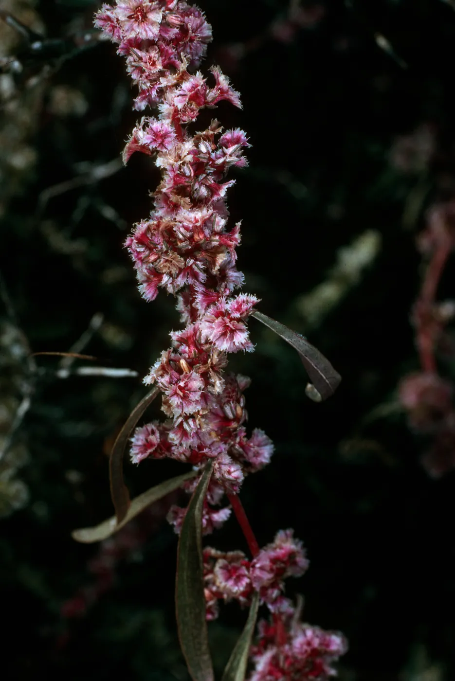 Amaranthus fimbriatus, Joshua Tree National Park