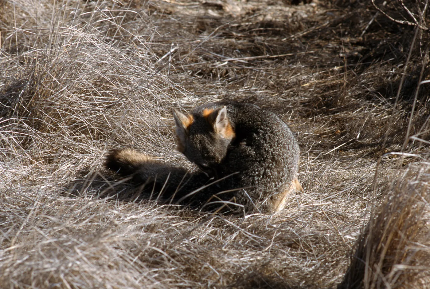 island fox, KBRT Road, Catalina Island