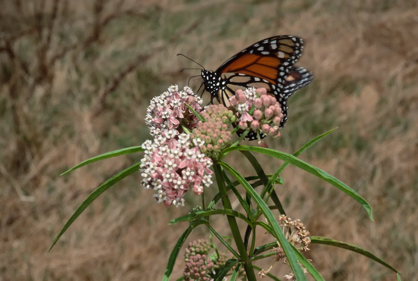 Asclepias fascicularis & Monarch Butterfly, Cherry Cove, Catalina Island
