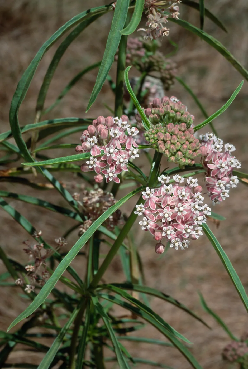 Asclepias fascicularis, Cherry Cove, Catalina Island