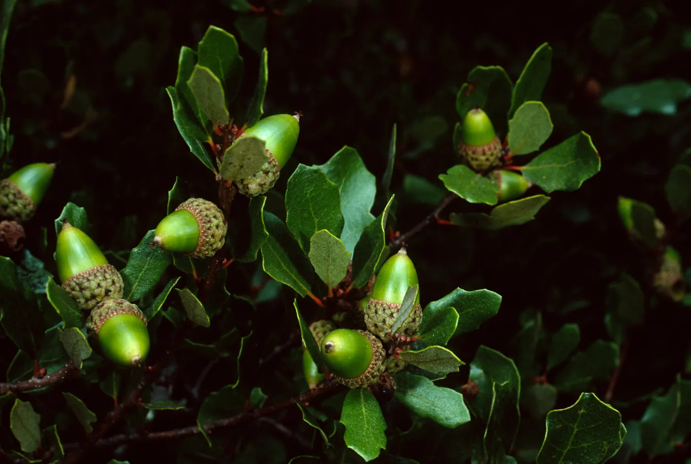 Quercus pacifica, Blackjack Campground, Santa Catalina Island