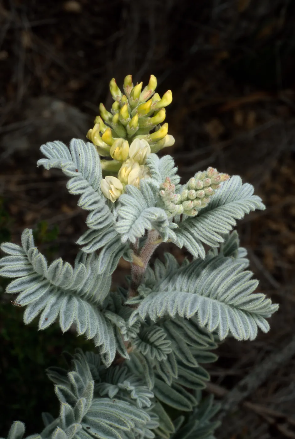 Astragalus pychostachyus lanosissimus, Ventura