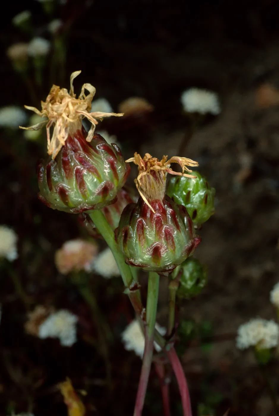 Malacothrix coulteri, near Big Petroglyph Canyon, China Lake, California