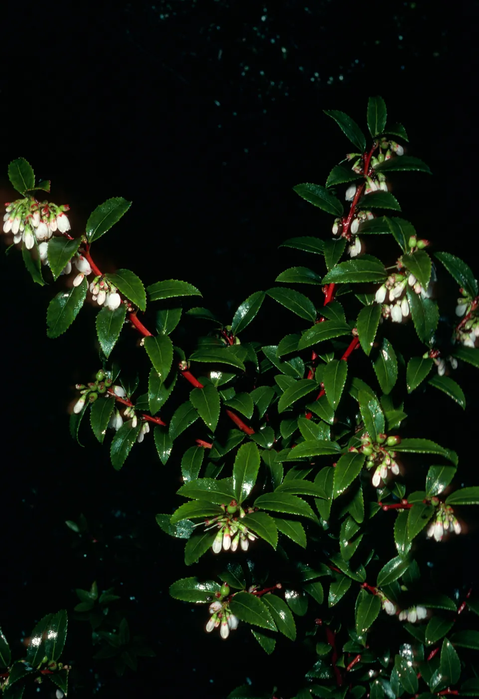 Vaccinium ovatum, Tranquillon Mountain, Santa Barbara County