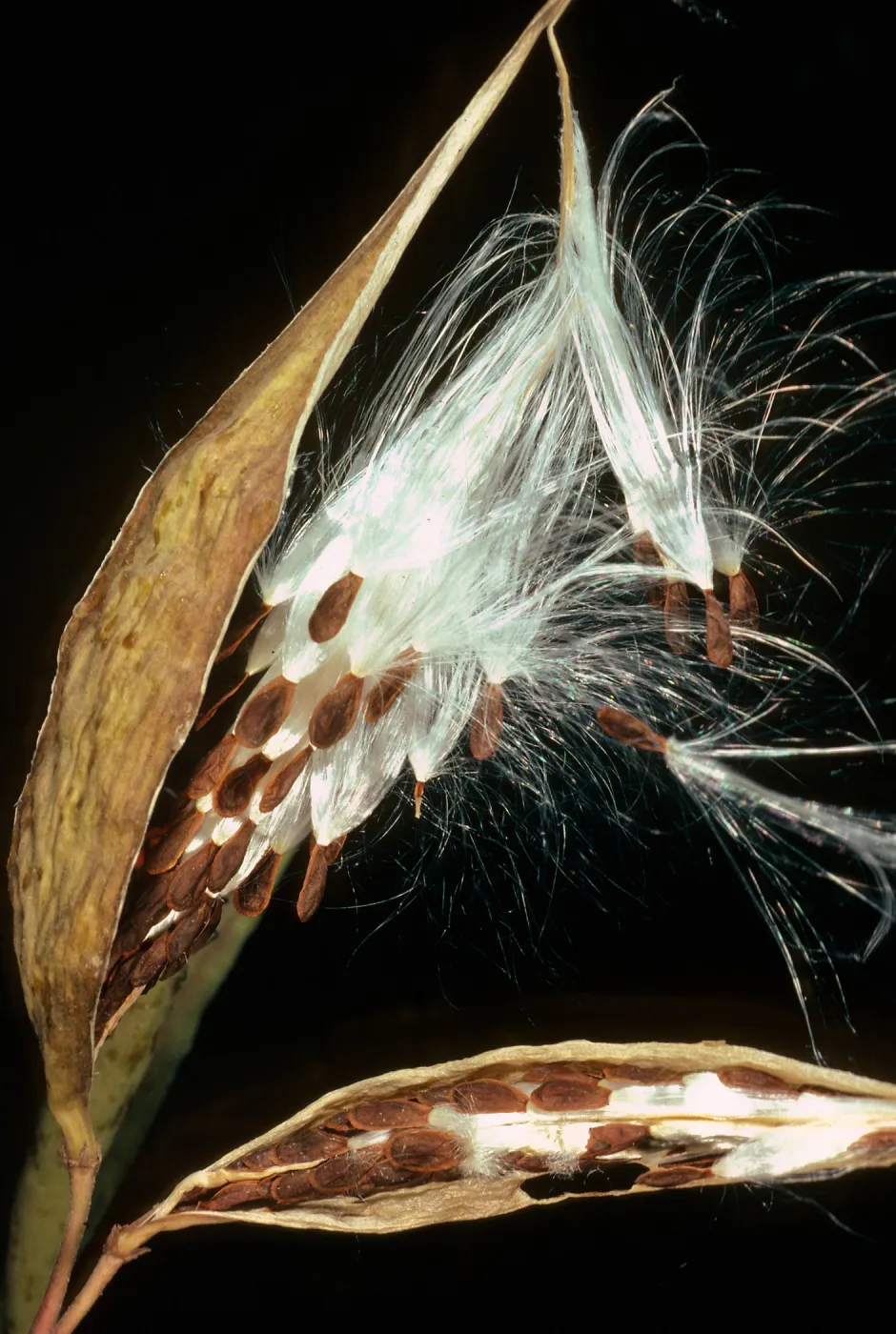 Asclepias fascicularis, Tunnel Road, Santa Barbara County