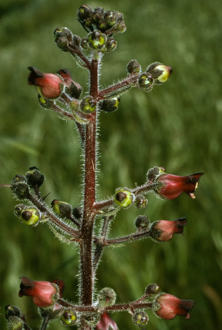 Scrophularia villosa, San Clemente Island