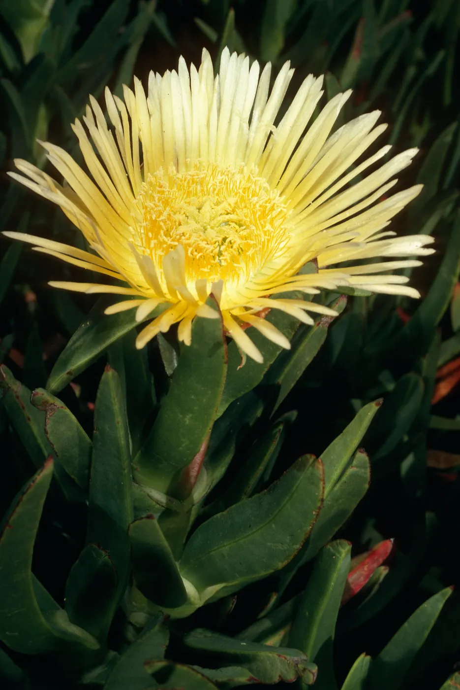 Carpobrotus edulis, dunes at Ocean Park Beach, Surf, California