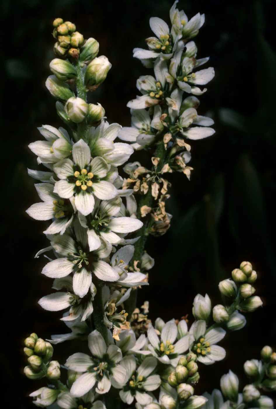 Veratrum californicum, Onion Valley, Sierra Nevada