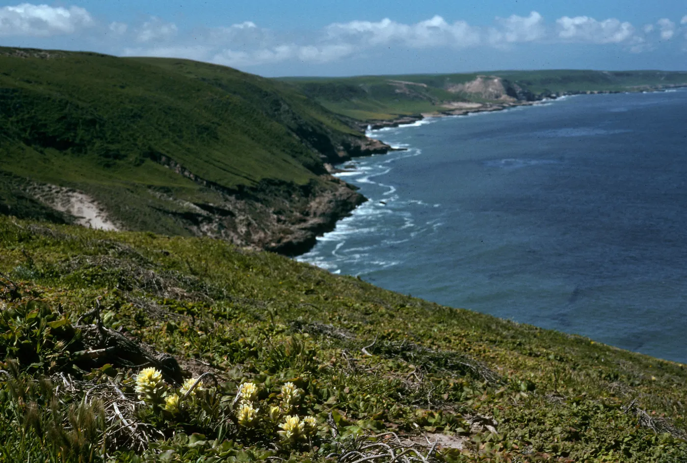 Castilleja mollis Habitat, West side of Carrington Point peninsula, Santa Rosa Island