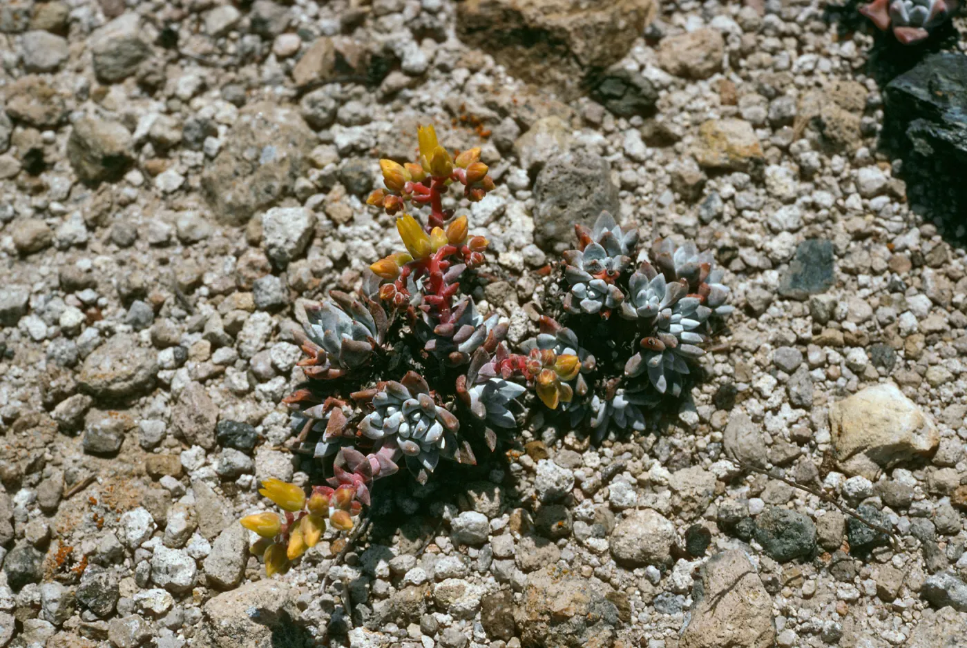 Dudleya greenei “nana”, East Point, Santa Rosa Island