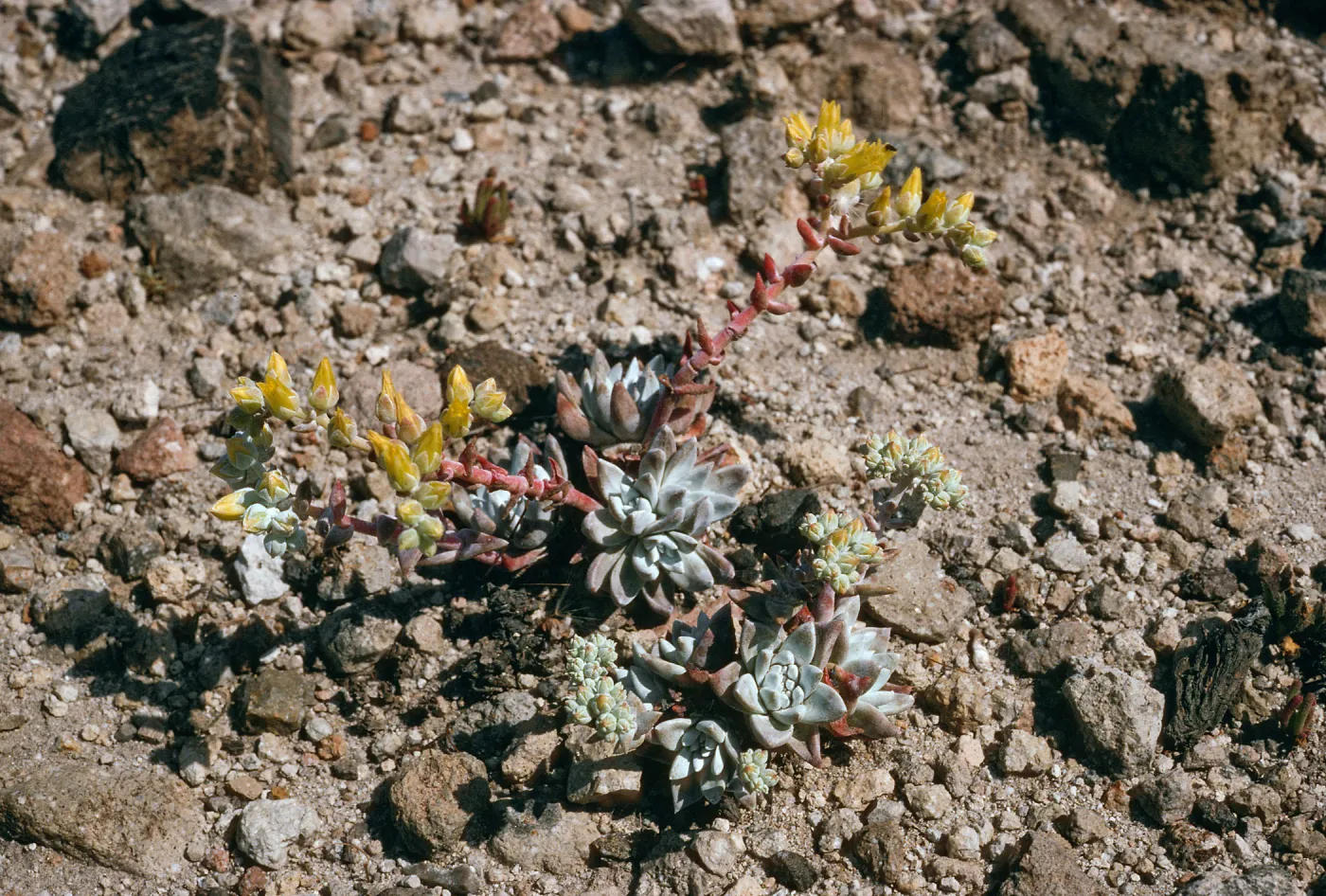 Dudleya greenei “nana”, East Point, Santa Rosa Island