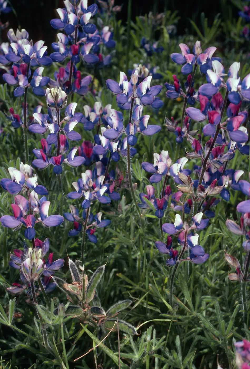 Lupinus, Hollister Ranch, Santa Barbara County