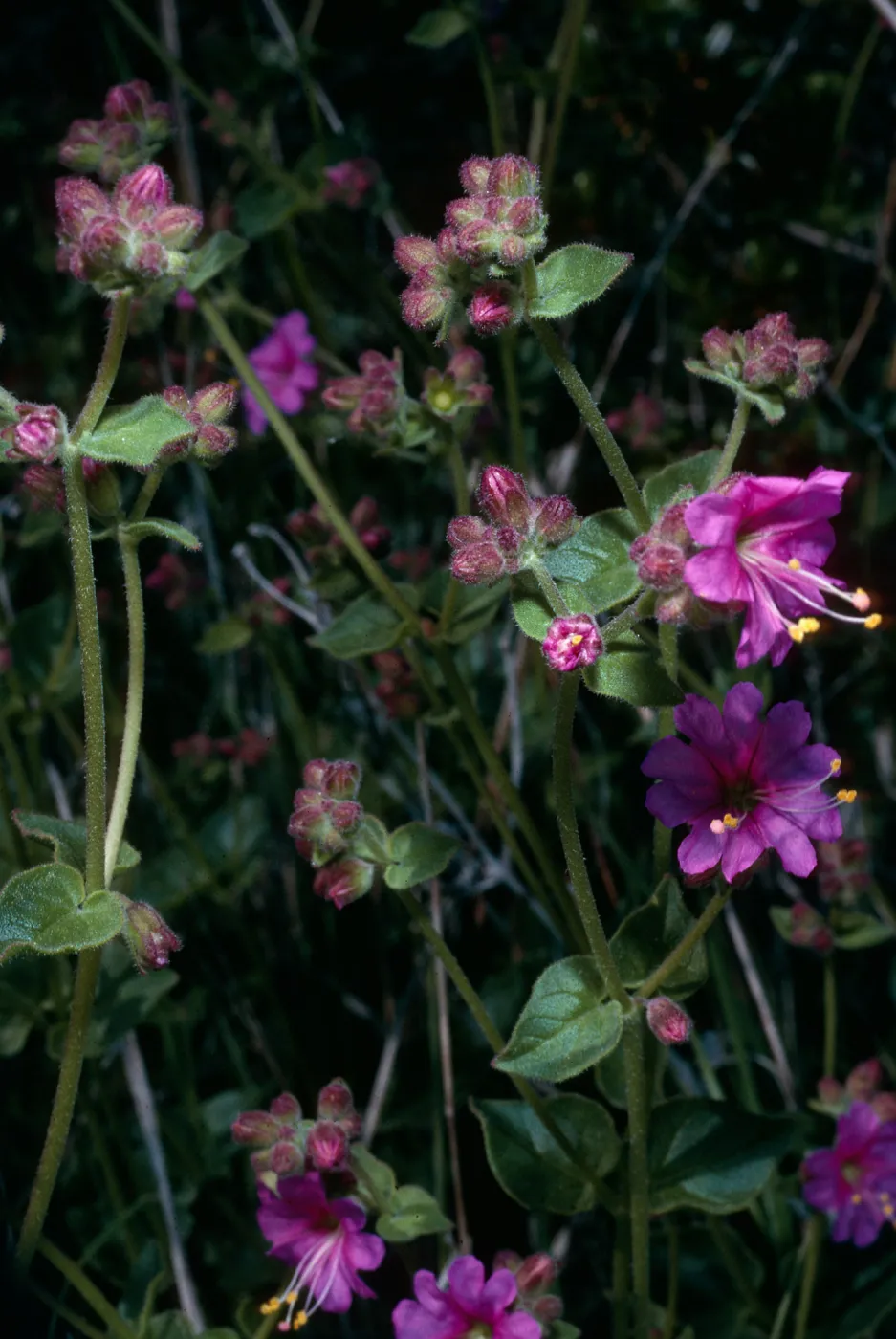 Mirabilis californica, Calle Poniente, Santa Barbara