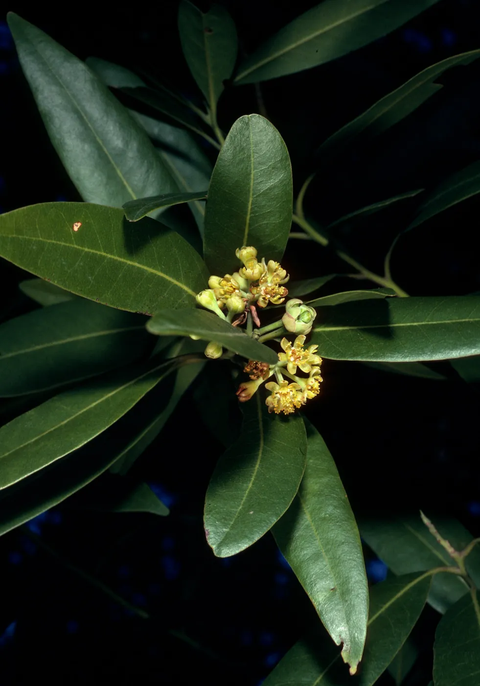 Umbellularia, Rattlesnake Canyon, Santa Barbara County