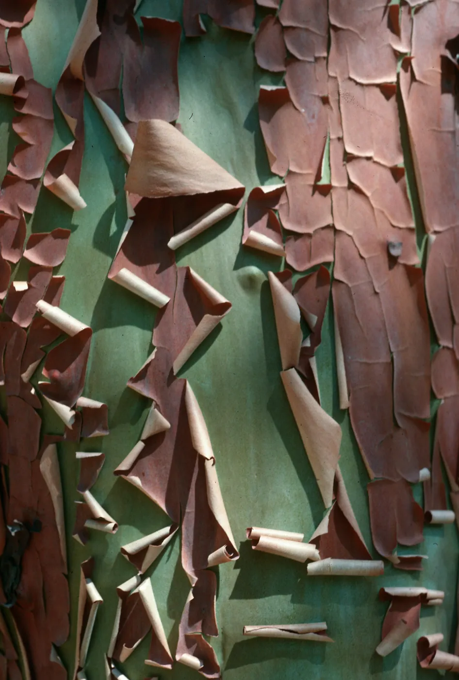 Arbutus menziesii (bark), West Cuesta ridge, San Luis Obispo County