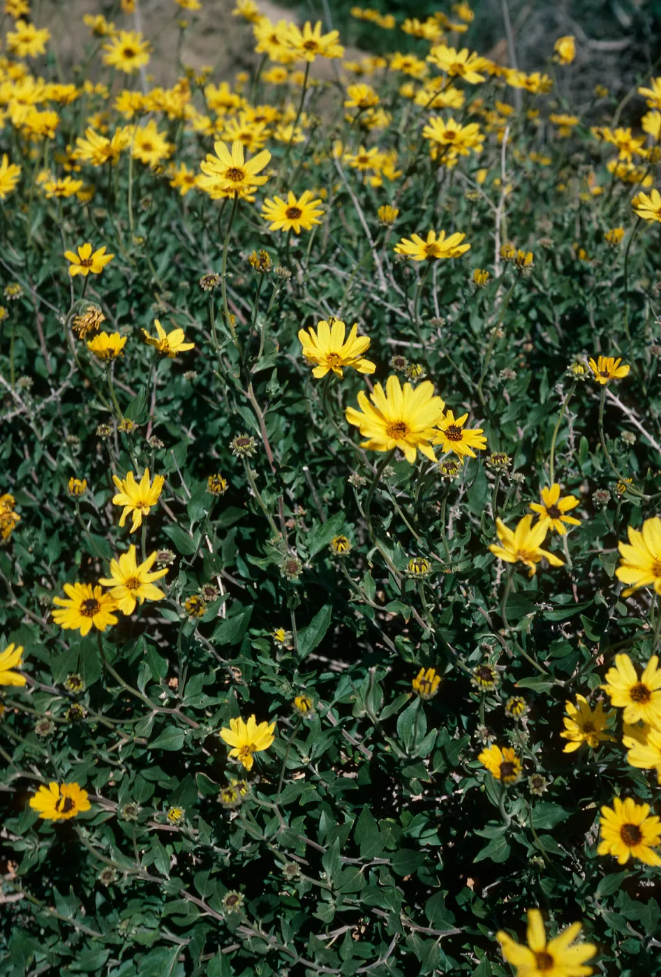Encelia californica, Point Sal, Santa Barbara County