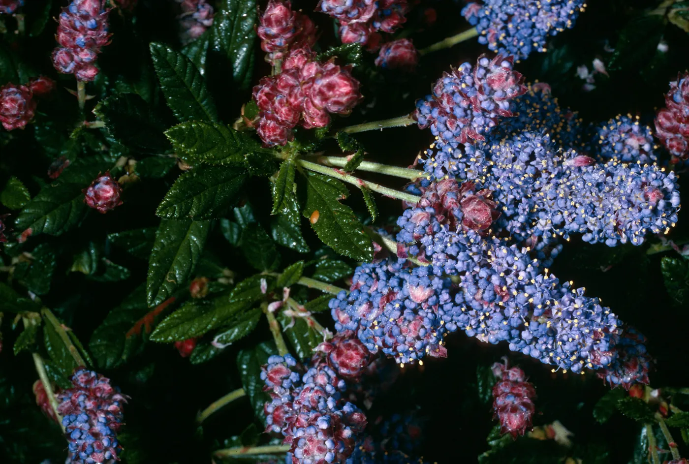 Ceanothus ‘Wheeler Canyon’, Santa Barbara Botanic Garden