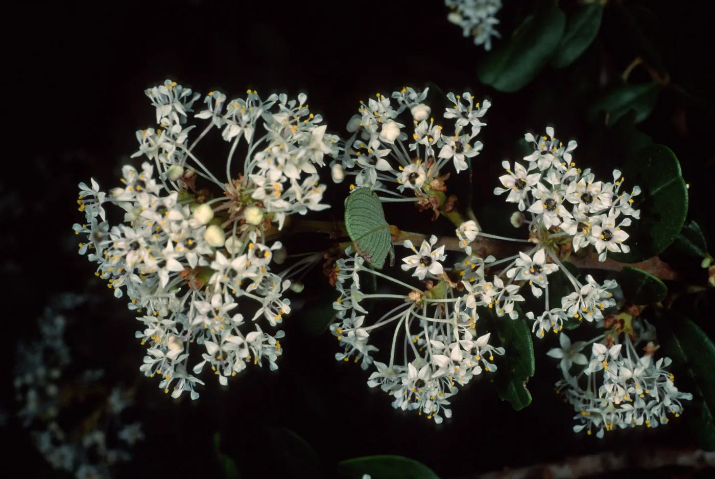 Ceanothus megacarpus insularis, Santa Barbara Botanic Garden