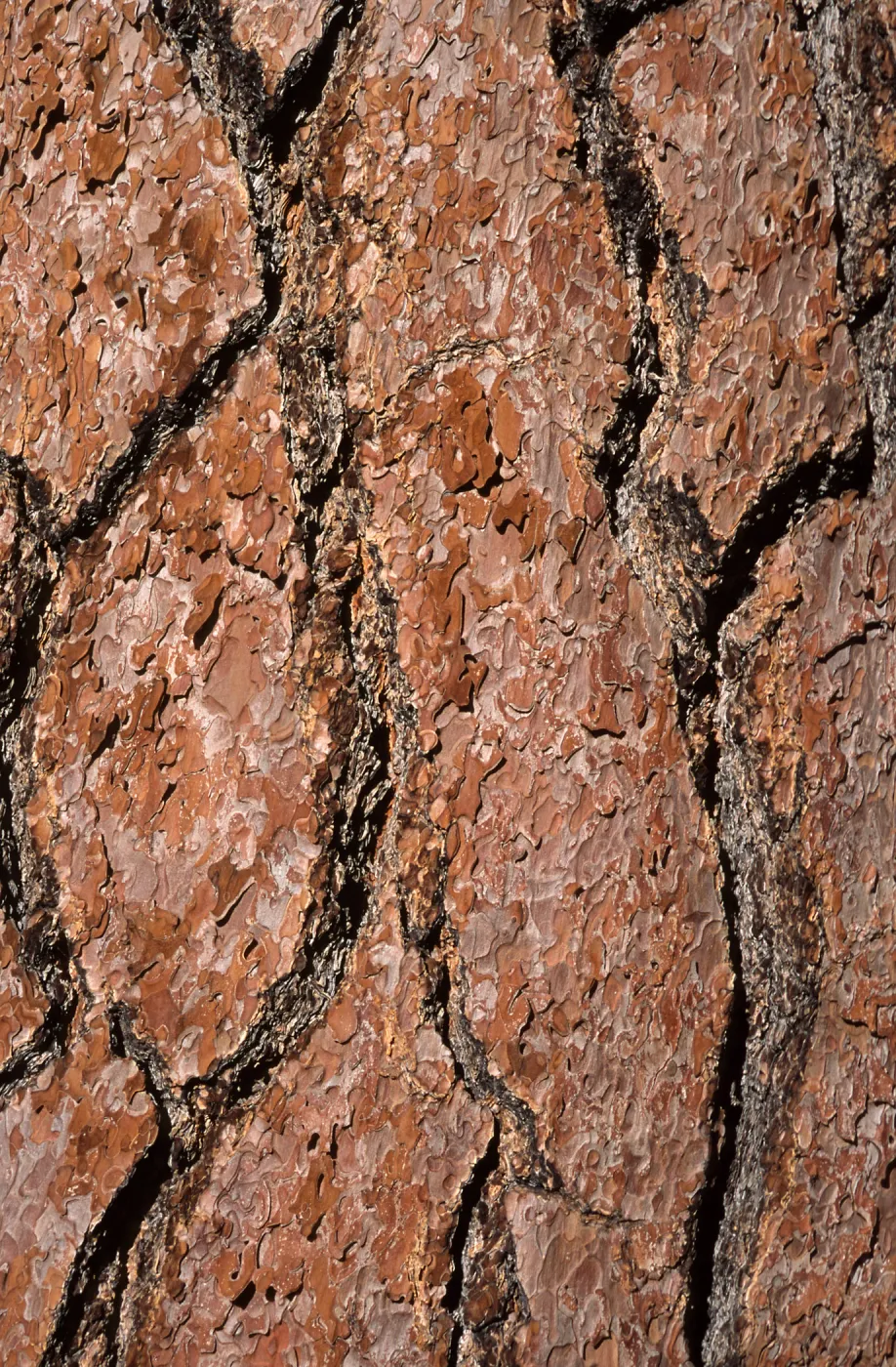 Pinus jeffreyi bark, near Spring Trail, Los Padres National Forest