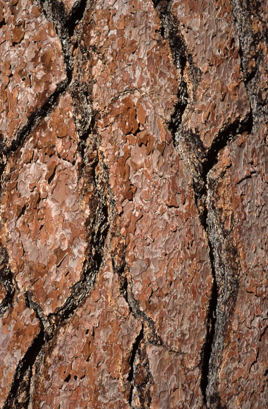 Pinus Jeffreyi bark, Mesa Spring Trail, Los Padres National Forest