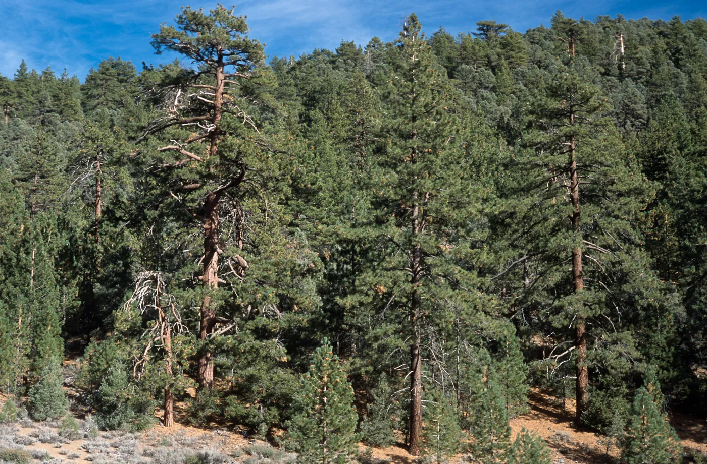 Pinus jeffreyi, Mesa Spring Trail, Los Padres National Forest