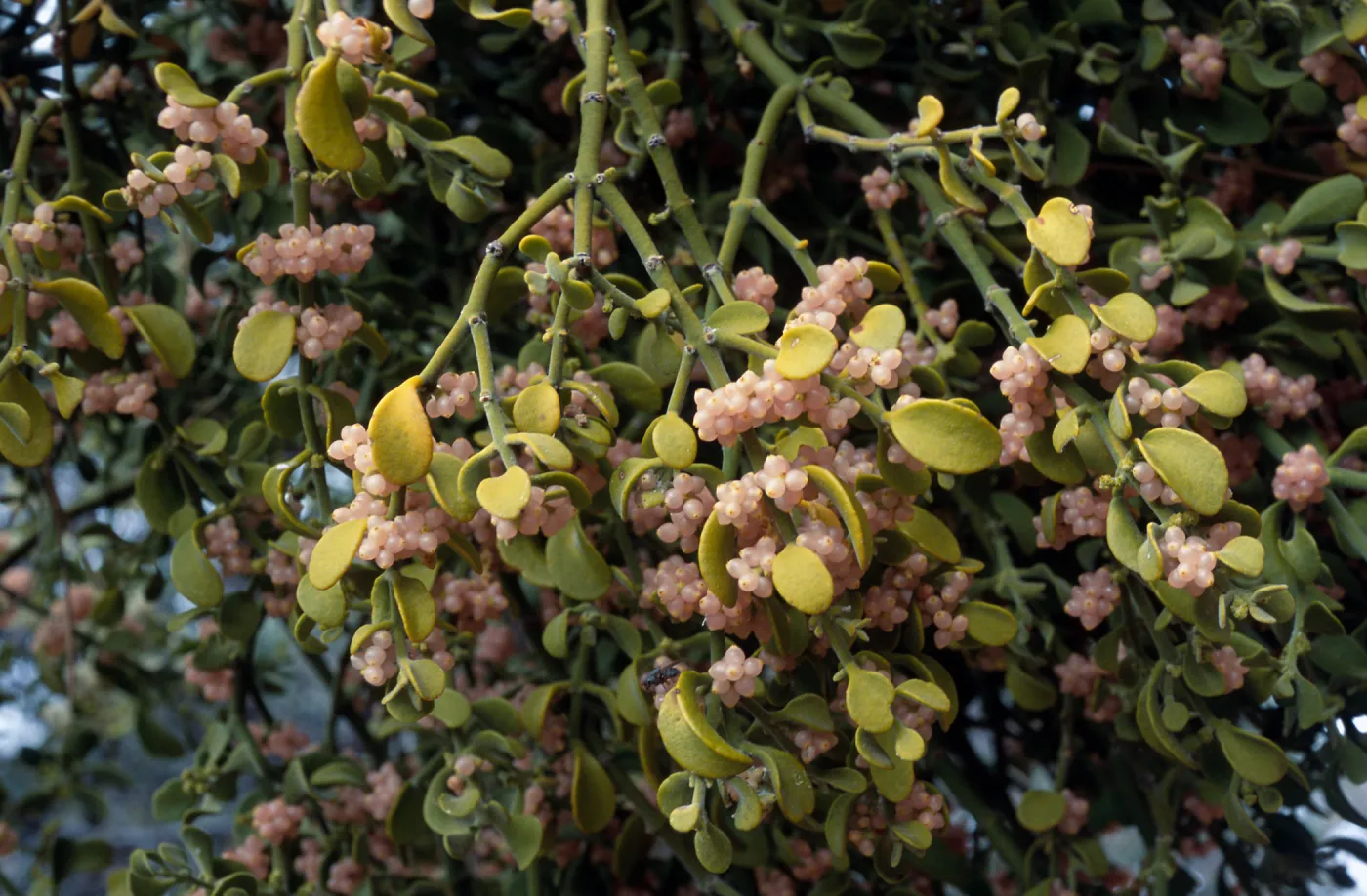 Phoradendron villosum, on Quercus-John Tuckeri, Mesa Spring Camp, Los Padres National Forest