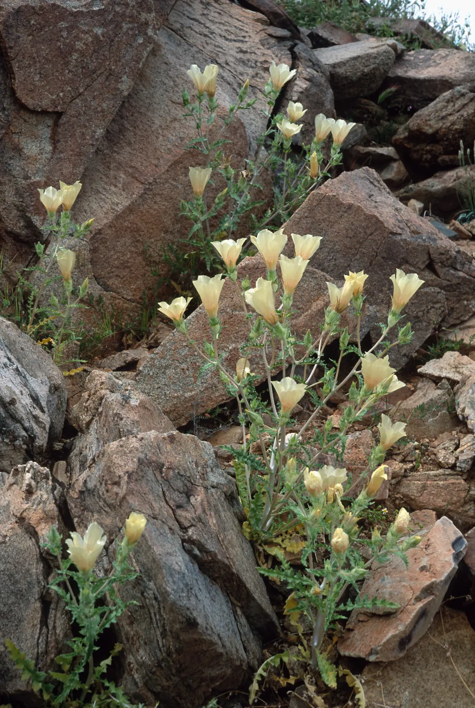Mentzelia involucrata, North of pass, Joshua Tree National Park