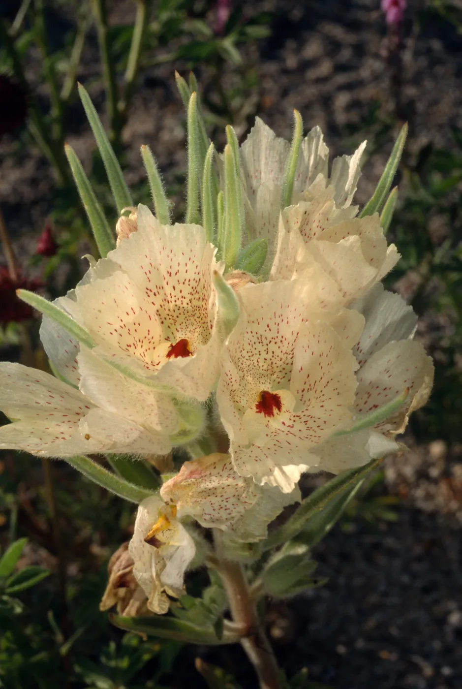 Mohavea confertiflora, Cottonwood, Joshua Tree National Park
