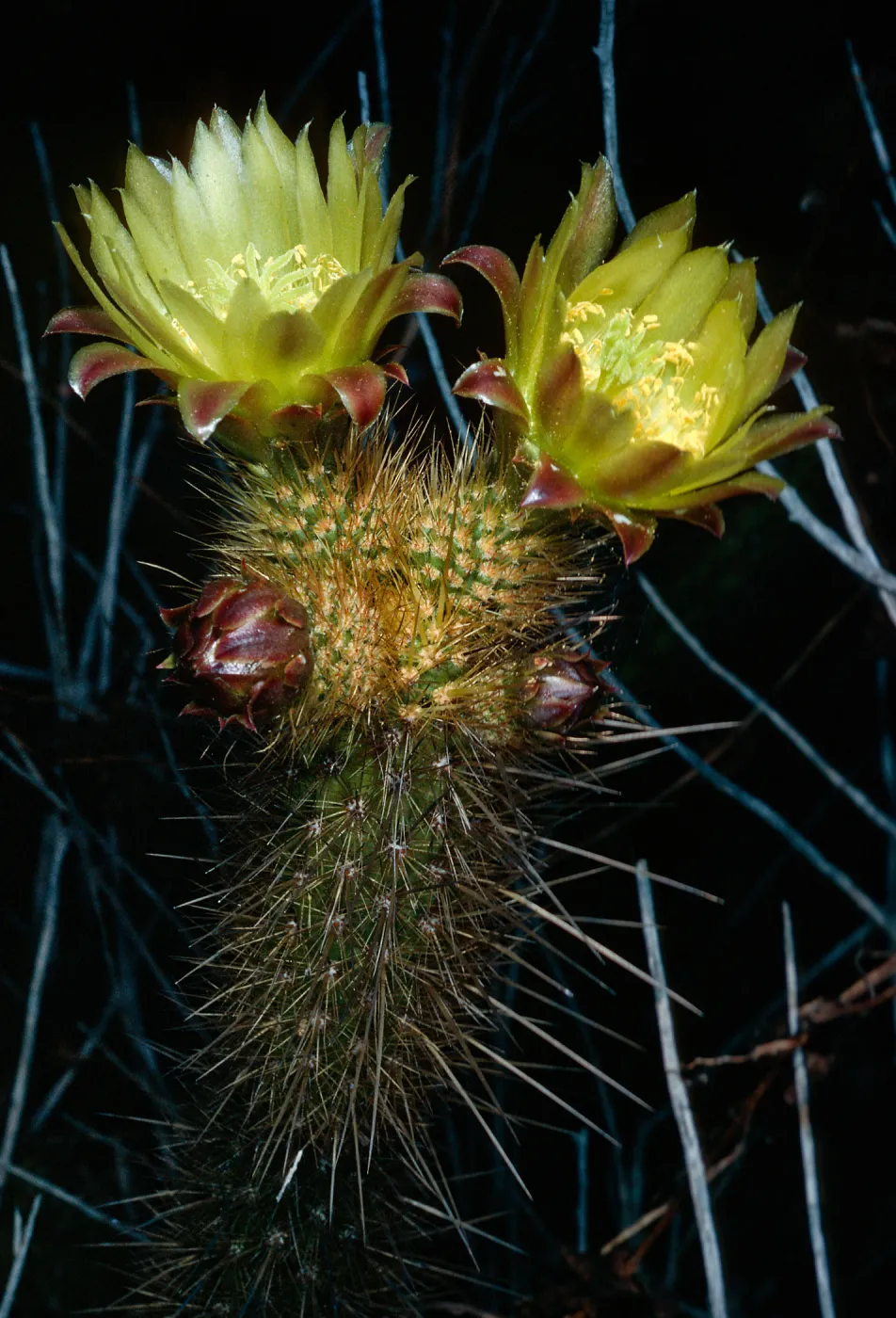 Bergerocactus emoryi, S. Todos Santos Island
