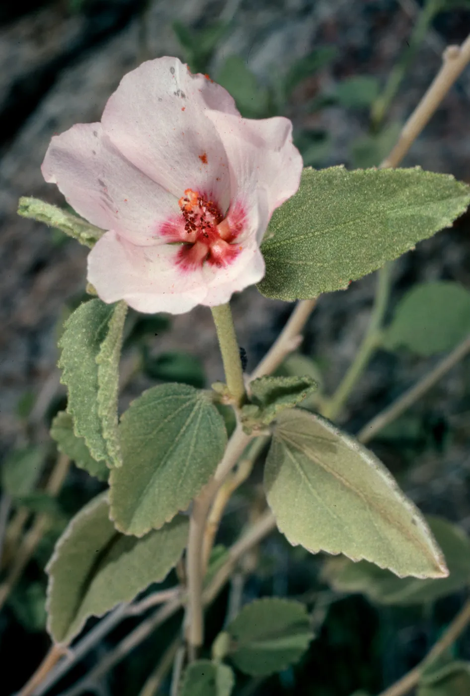 Hibiscus denudatus, Borrego Palm Canyon, Anza-Borrego Desert