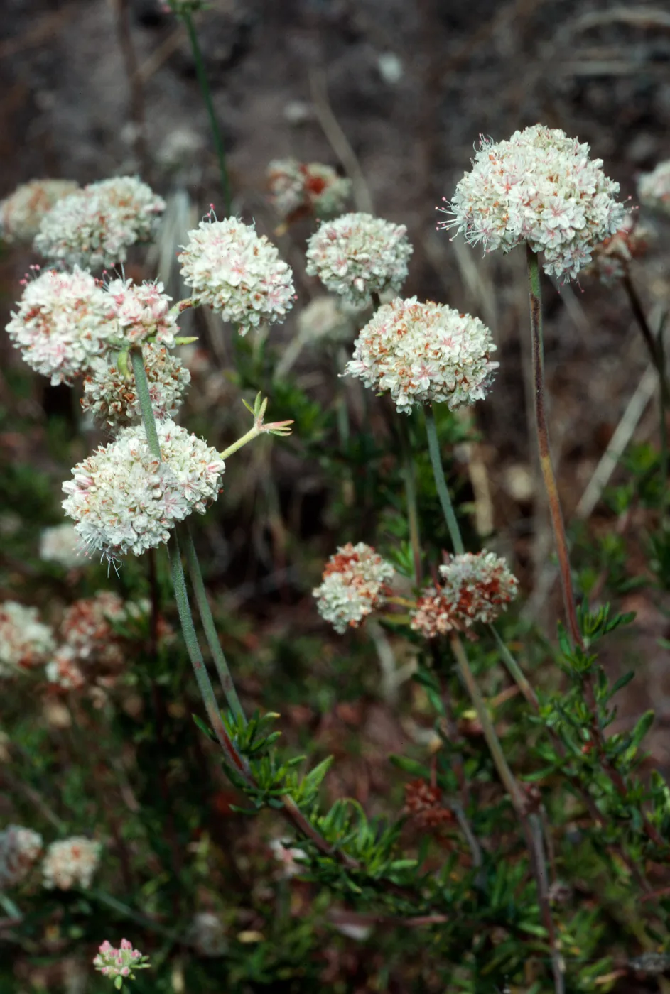 Eriogonum fasciculatum, Tunnel Trail, Santa Barbara County