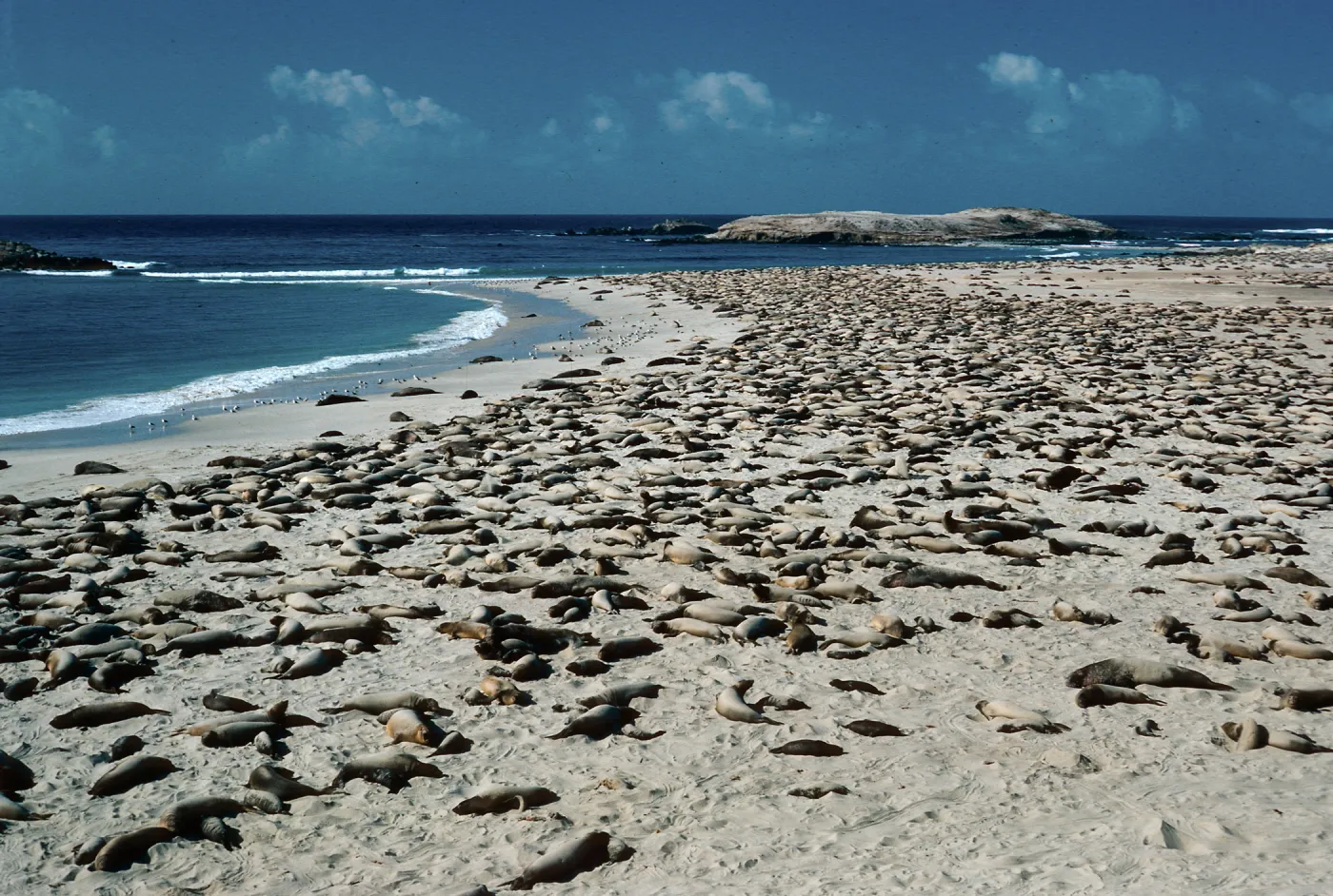 Elephant Seals, Point Bennett, San Miguel Island