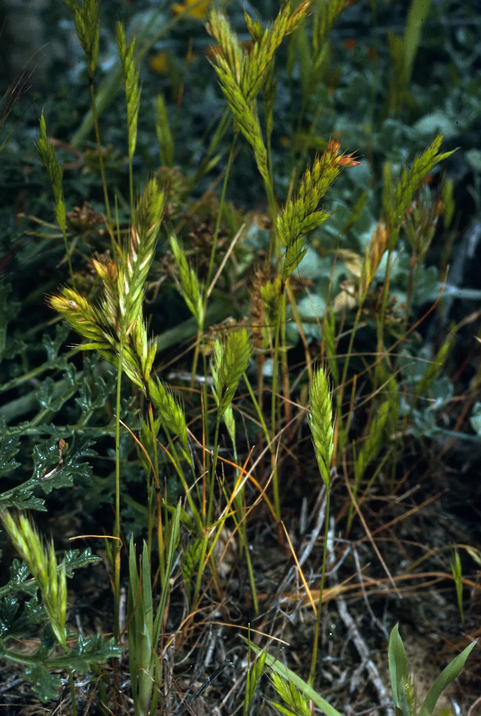 Vulpia octoflora, Northeast side, San Nicolas Island