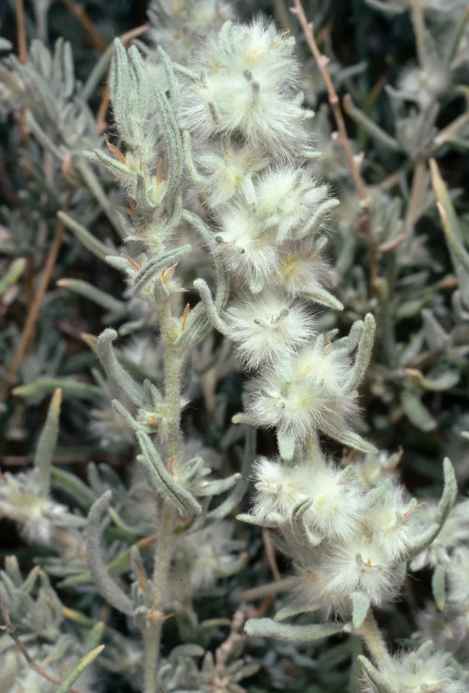 Eurotia lanata, same as Krascheninnikovia lanata, Backus Road, on way to Mojave, California