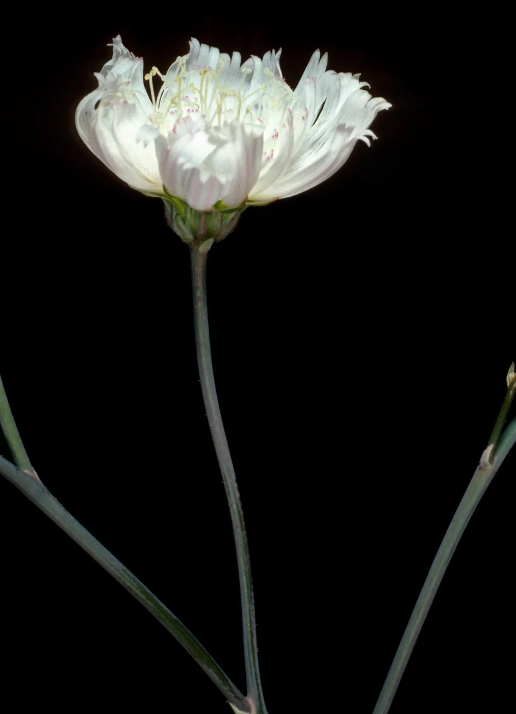 Atrichoseris platyphylla, Hunter Canyon, Saline Valley, Death Valley