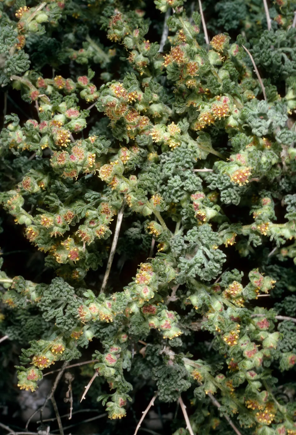 Artemisia spinescens, Opal Canyon, Saline Valley, Death Valley