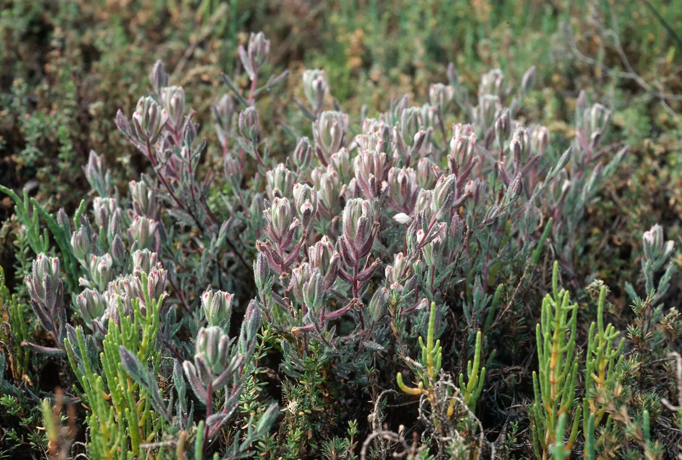 Cordylanthus maritimus w/Salicornia virginica, Carpinteria slough, Santa Barbara County