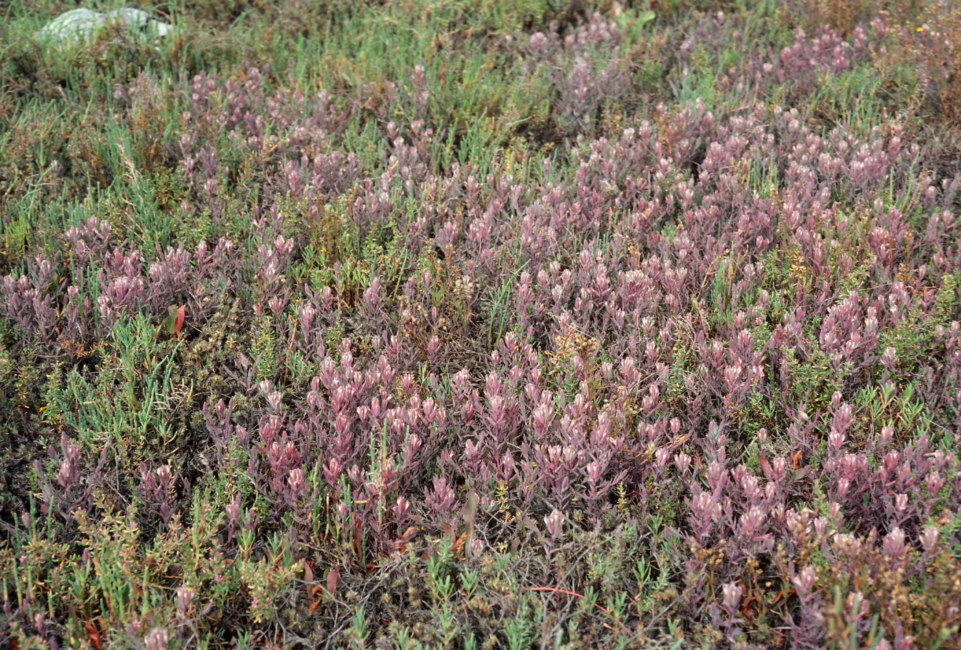 Cordylanthus maritimus w/Salicornia virginica, Carpinteria salt marsh, Santa Barbara County