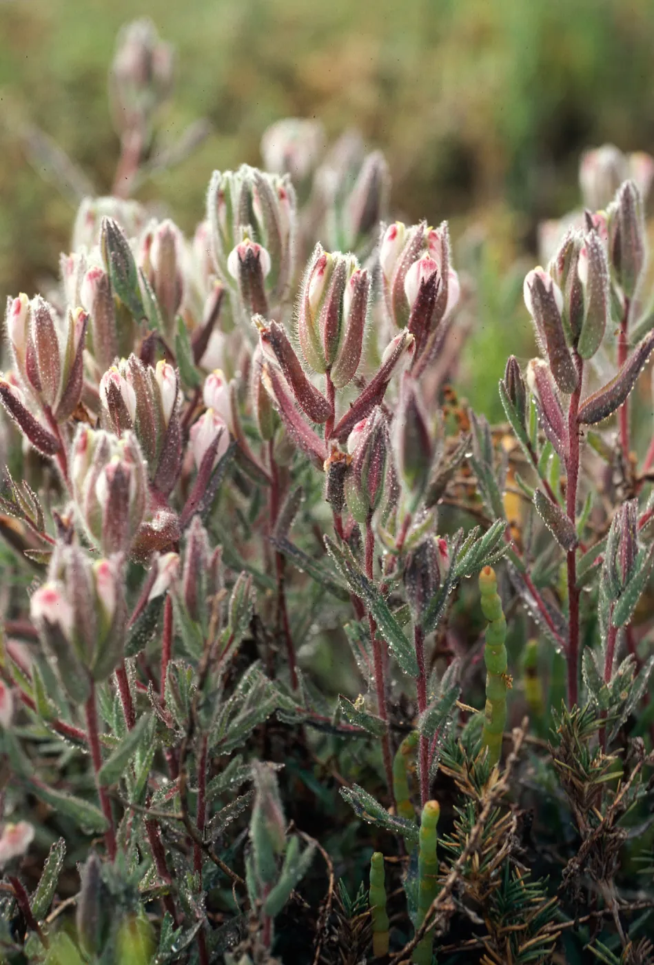 Cordylanthus maritimus, Carpinteria slough, Santa Barbara County
