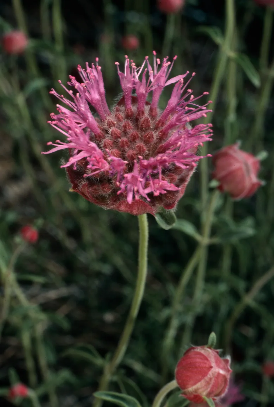 Monardella odoratissima, White Mountains, Wyman Canyon, Inyo National Forest