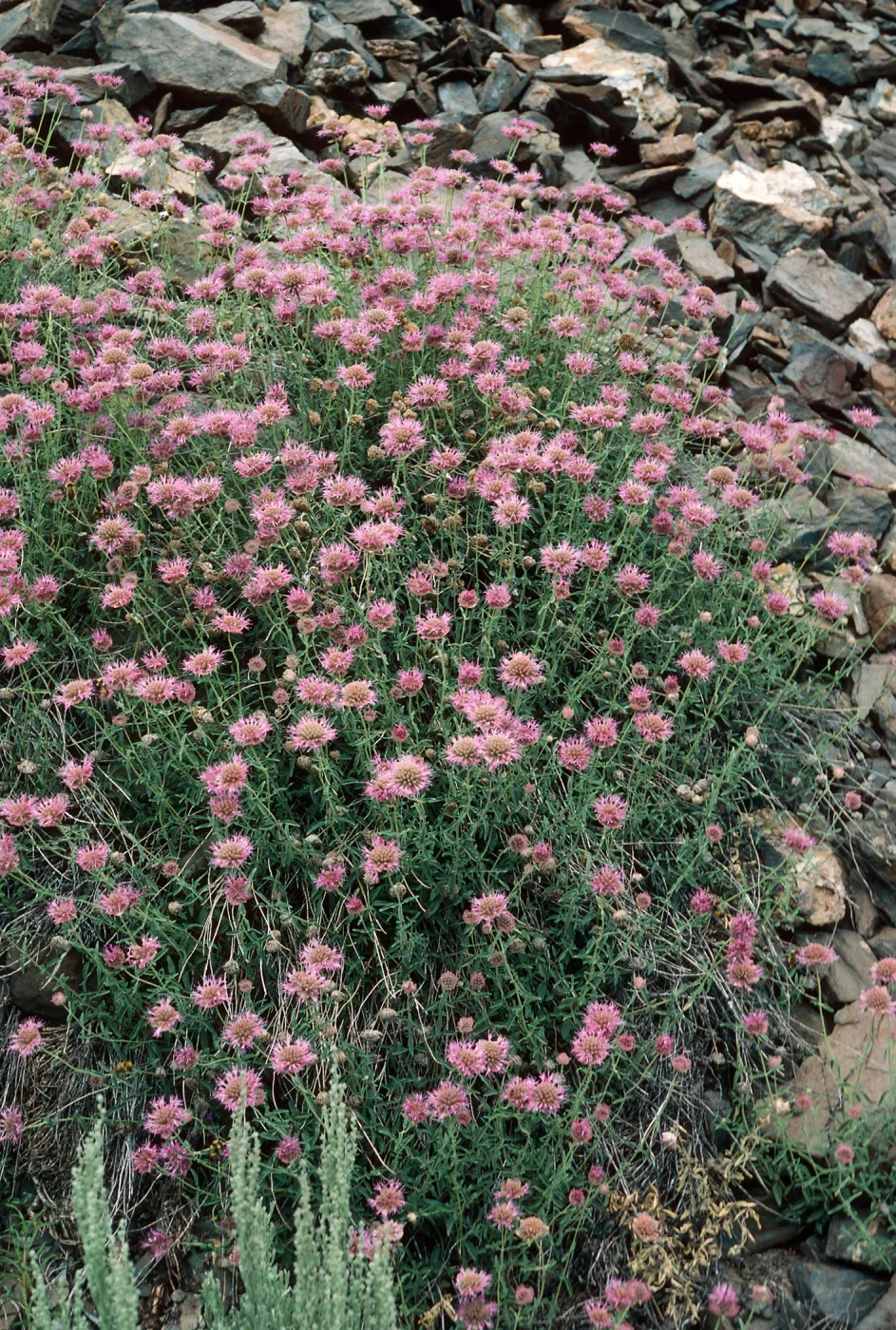 Monardella odoratissima, White Mountains, Wyman Canyon, Inyo National Forest