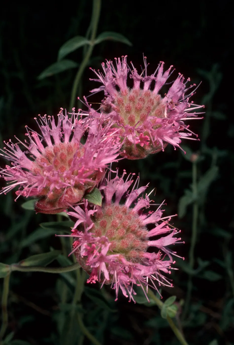 Monardella odoratissima, White Mountains, Wyman Canyon, Inyo National Forest