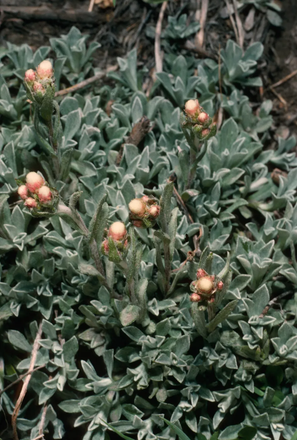 Antennaria rosea, near Patriarch Grove, White Mountains, Sierra Nevada