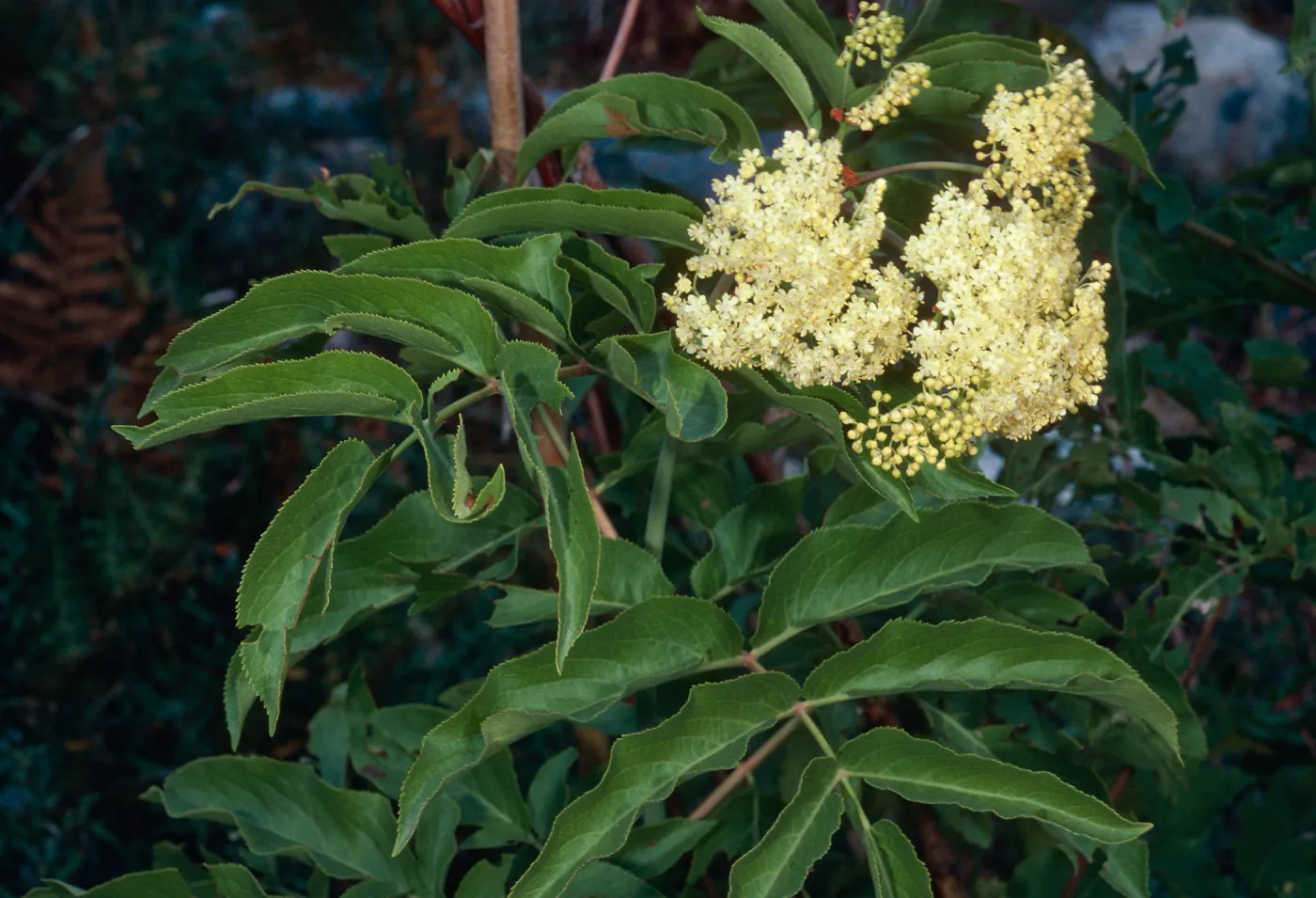 Sambucus microbotrys, Mineral King, Sequoia National Park
