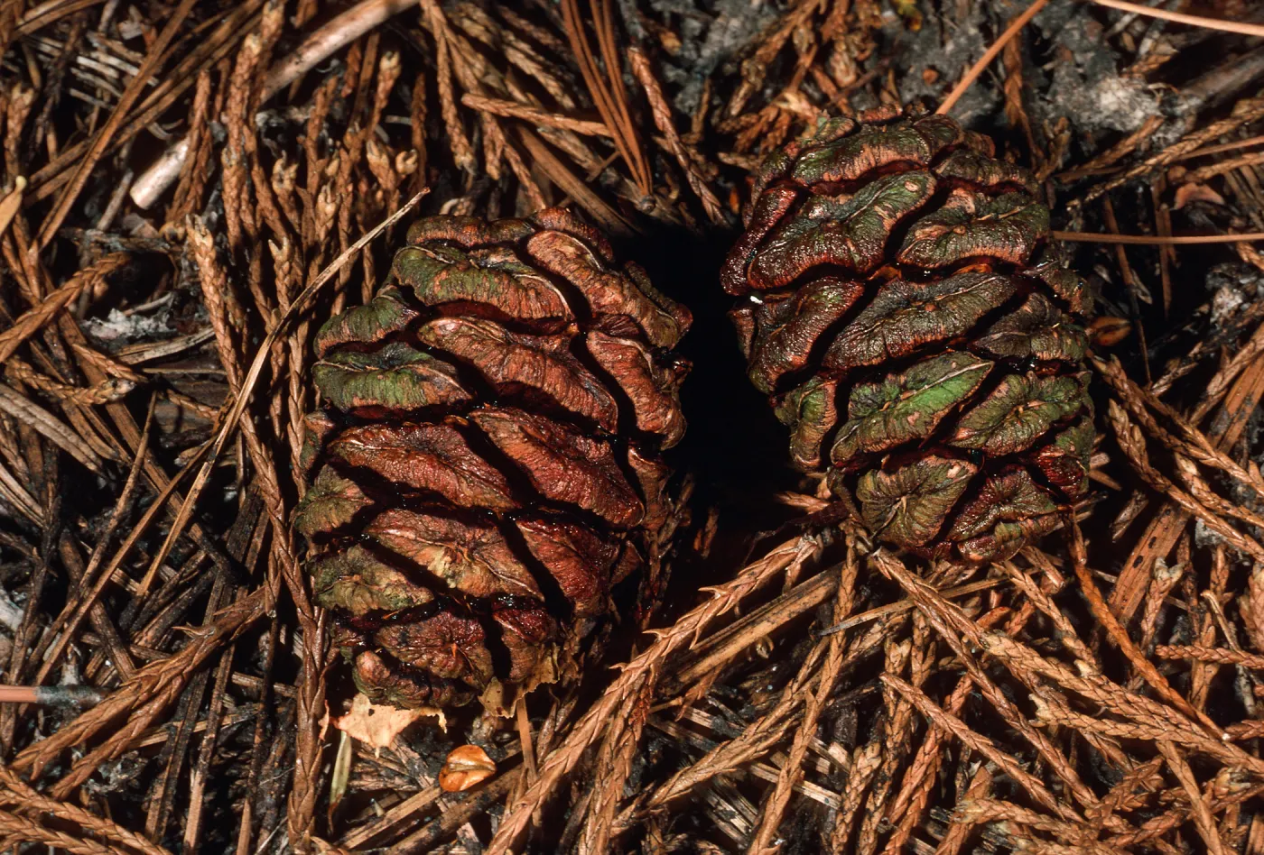 Sequoiadendron cones, Giant Forest, Sequoia National Forest
