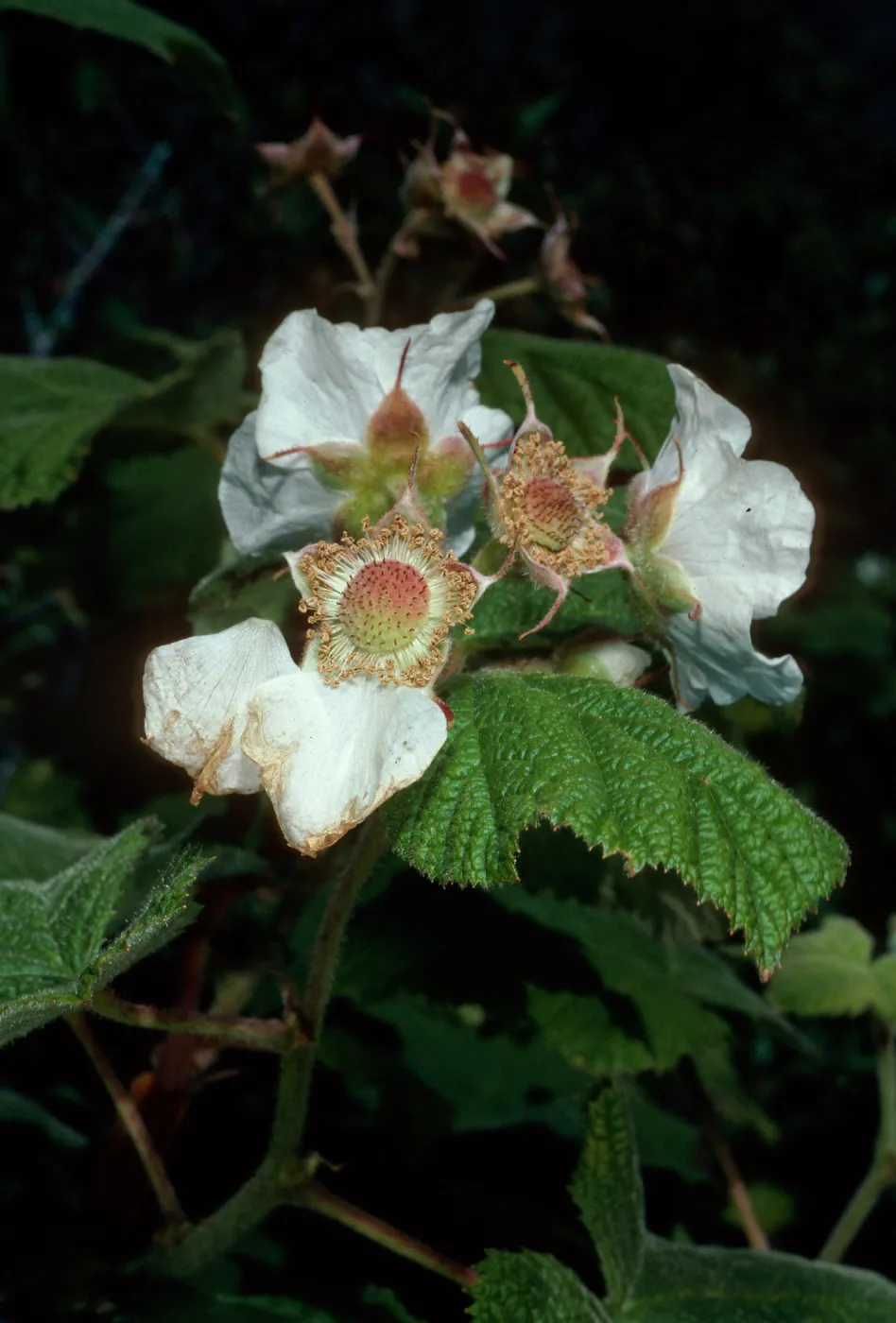 Rubus parviflorus, Montana de Oro State Park, San Luis Obispo County