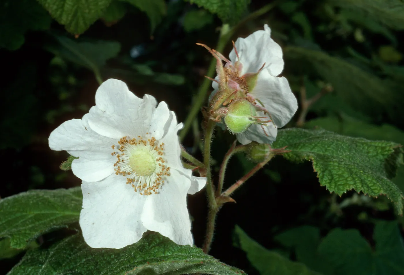 Rubus parviflorus, Montana de Oro State Park, San Luis Obispo County