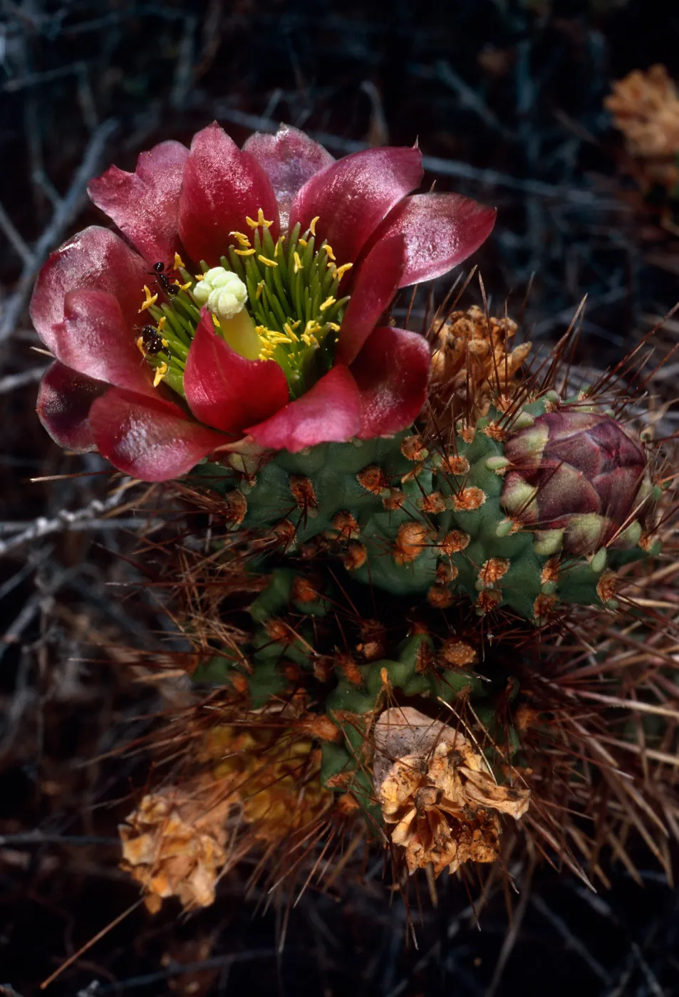 Opuntia prolifera, near Eel Cove, San Clemente Island