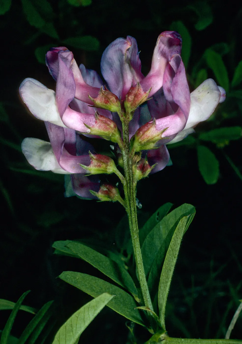 Vicia americana, Canada Del Mar, San Miguel Island