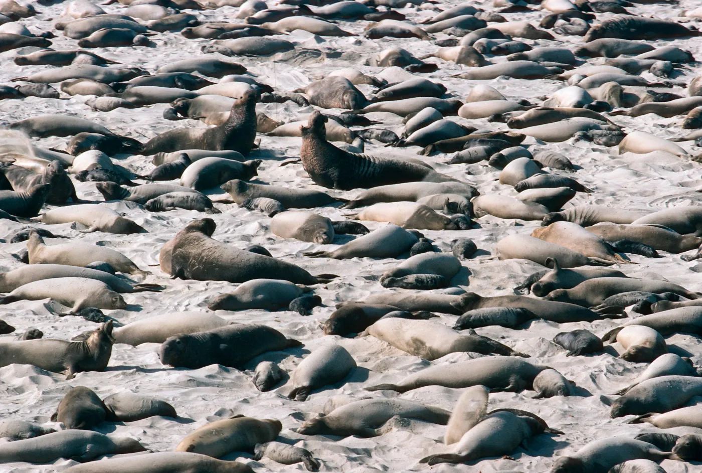 Elephant Seals, Point Bennett, San Miguel Island